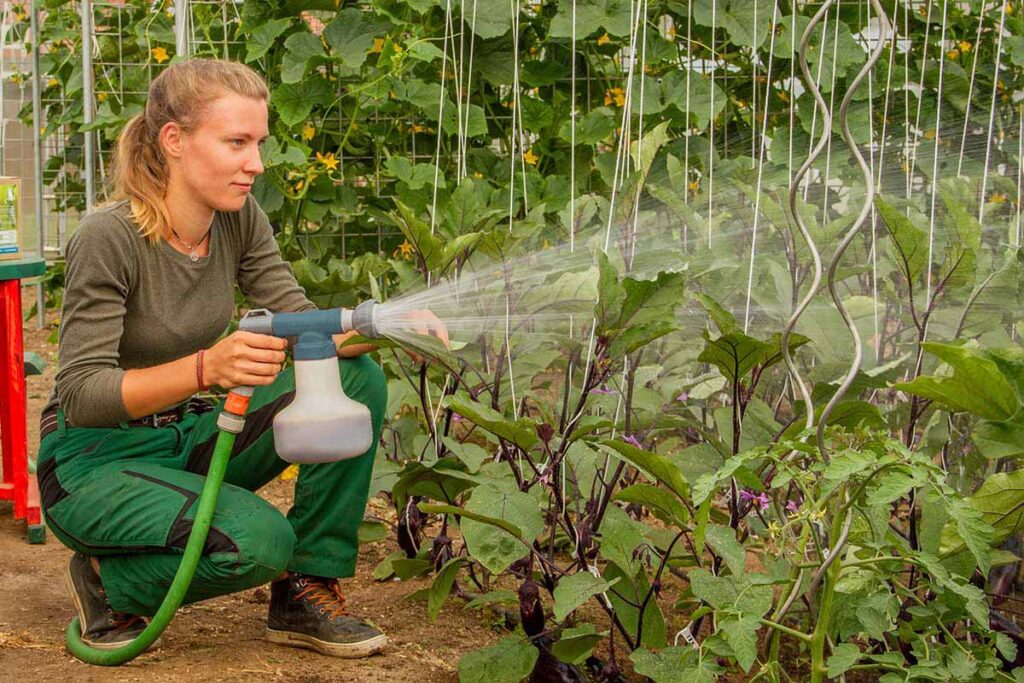 Frau sprüht probiotische Regenerative Mikroorganismen auf Gemüsepflanzen im Gewächshaus